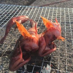 ガシラがぽつぽつ釣れました（サイズは15cmくらい）